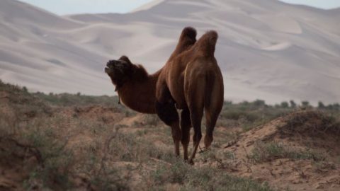 【草原に泊まろう！　モンゴルはキャンピングカーの聖地】 第２回　近くて遠いゴビ砂漠