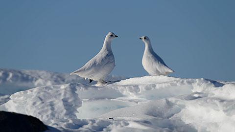 純白の雷鳥、そしてデナリ。冬のアラスカに別れを告げて