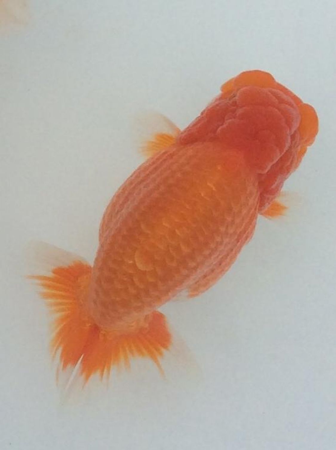 金魚の王様 らんちゅう［読者投稿記事］