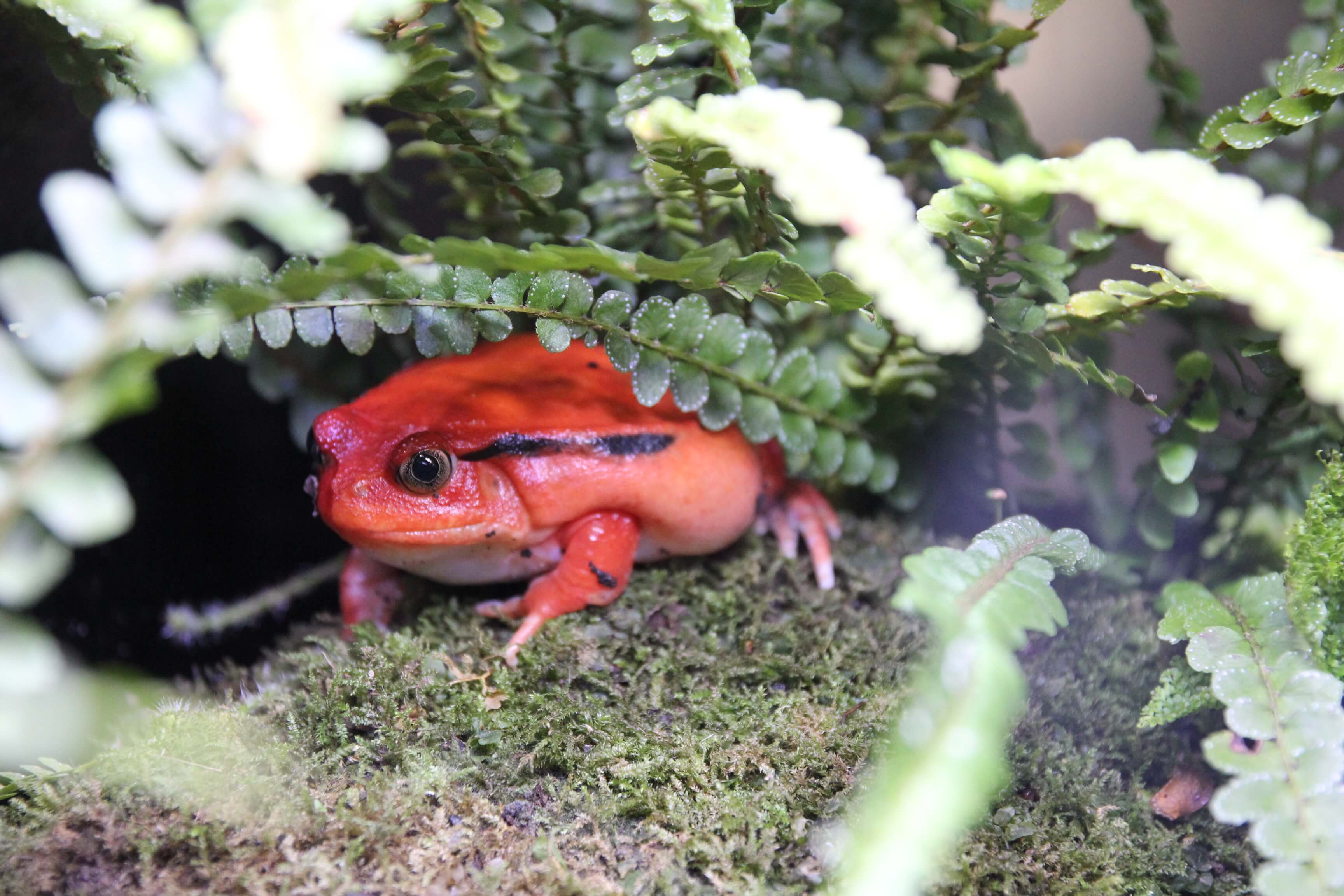 カエル好きのみなさんに朗報です 日本最大級のカエル展示 飼育施設 Kawazoo がopen Be Pal