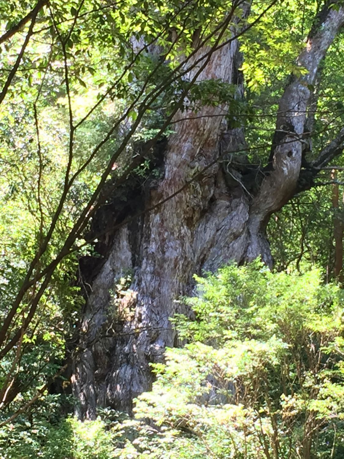 初めての1人旅in屋久島［読者投稿記事］