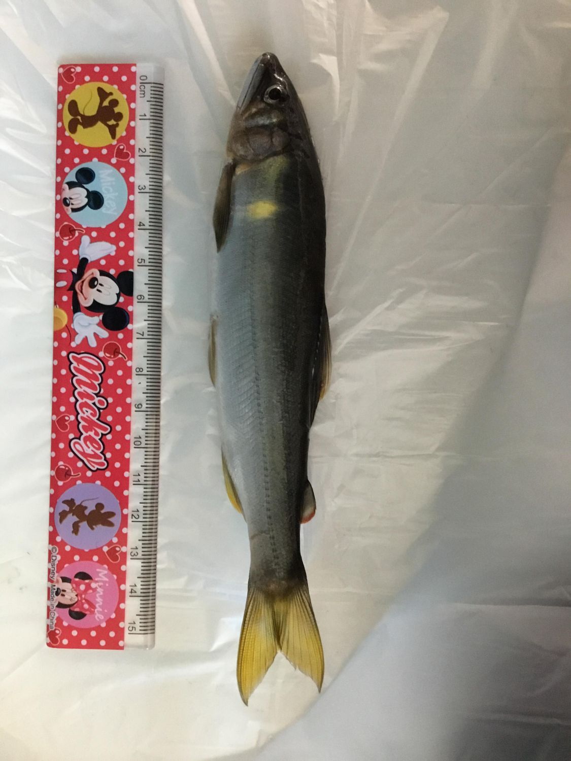 鮎釣り［読者投稿記事］