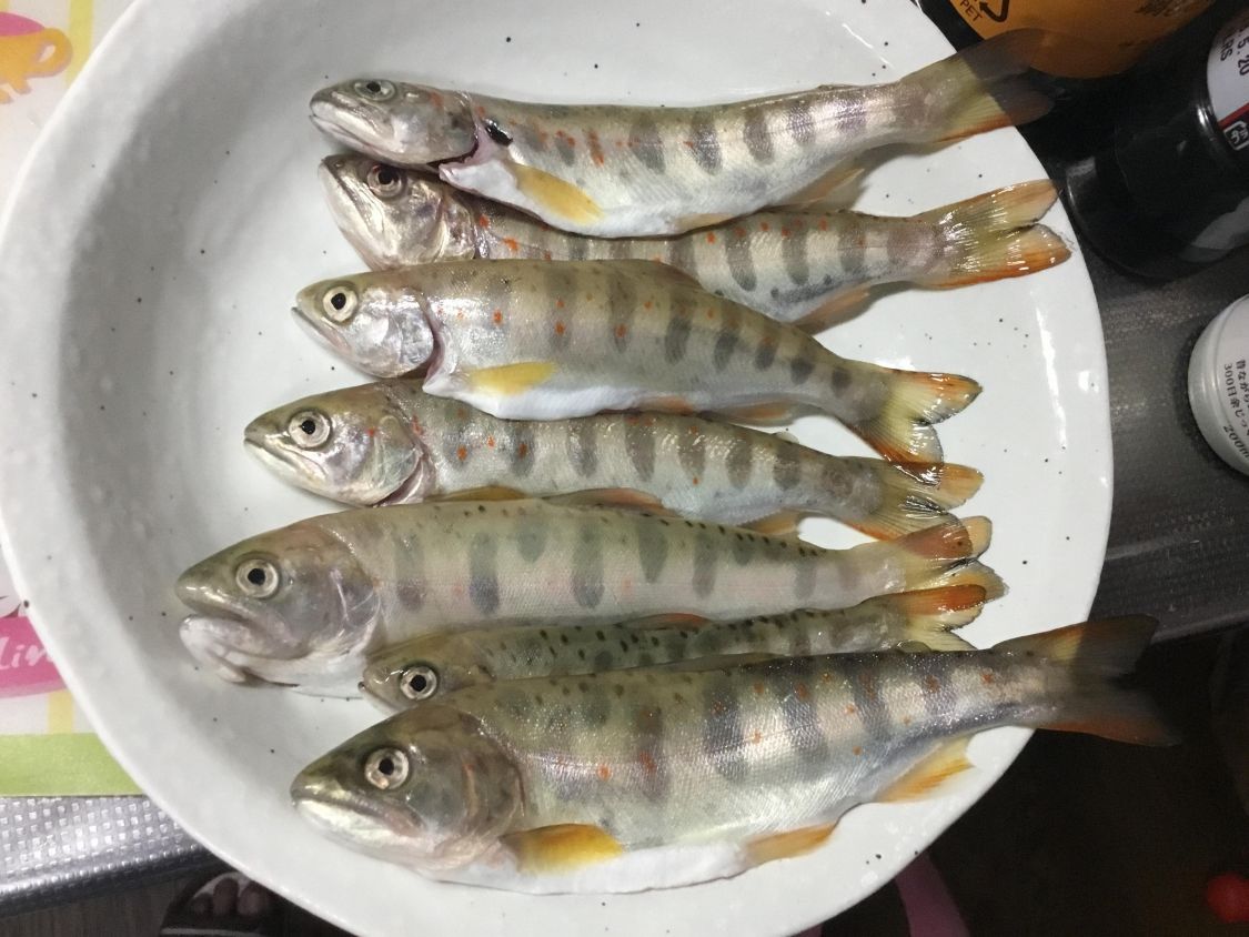 アマゴ釣り［読者投稿記事］