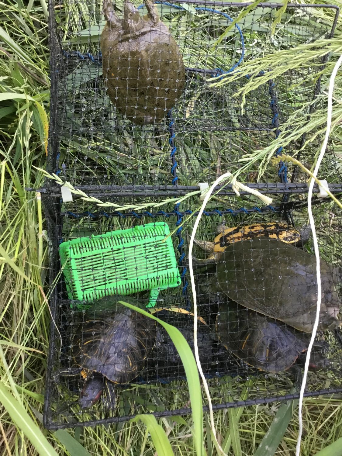 スッポンを獲って食べる［読者投稿記事］