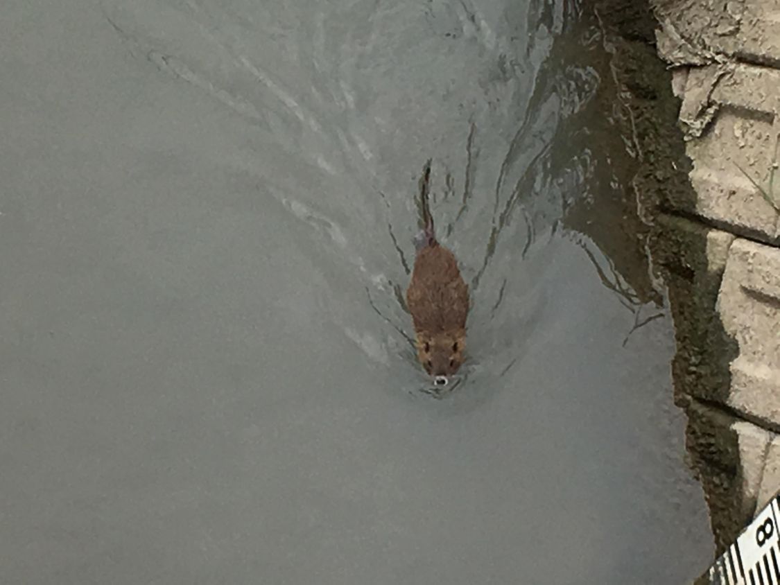 ヌートリアを獲って食べる［読者投稿記事］