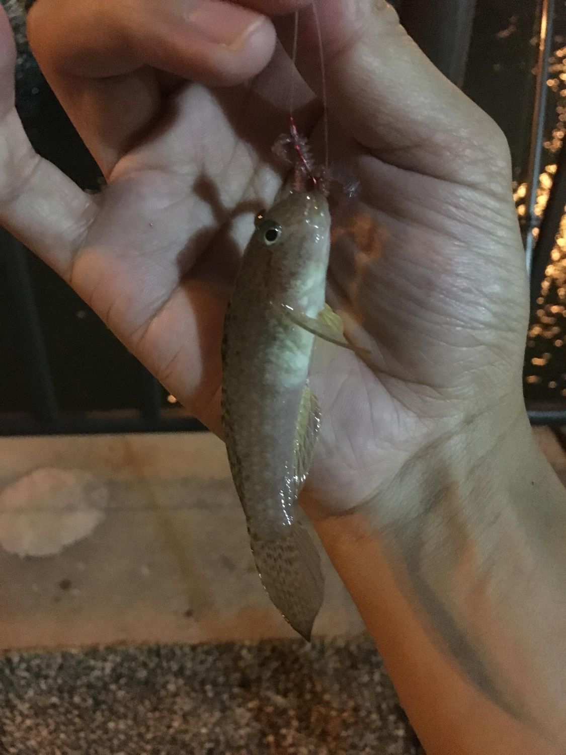 沖縄で雑魚釣り［読者投稿記事］