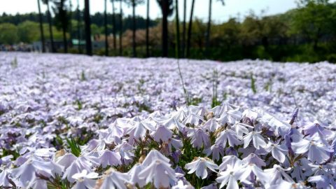 羊山公園の芝桜［読者投稿記事］