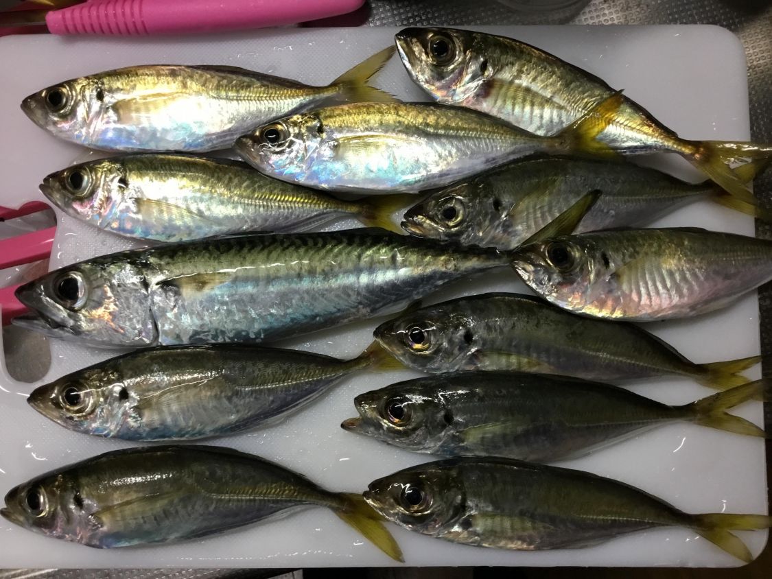 アジ釣り［読者投稿記事］