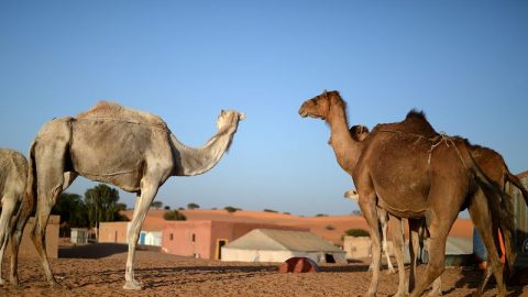 西アフリカのアウトドアの穴場は、モーリタニア！