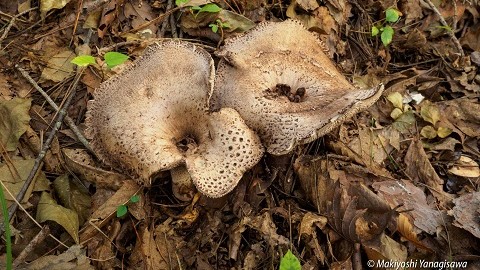 マツタケより良い香り!?「コウタケの炊き込みご飯」を作ってみた！