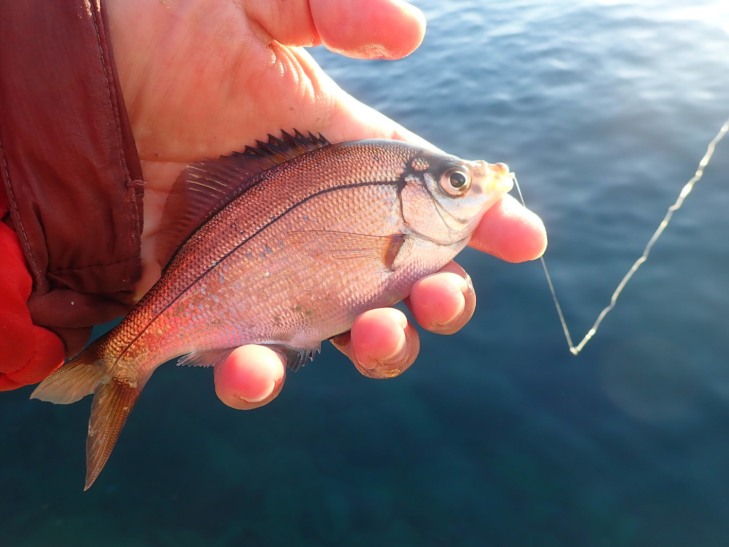 春を告げる ウミタナゴ を釣って食す Be Pal