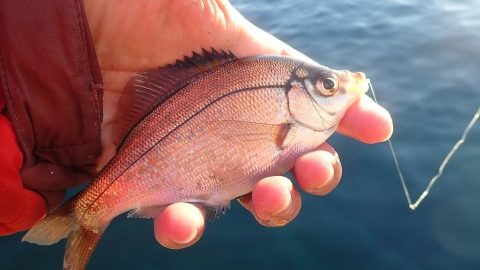 春を告げる『 ウミタナゴ 』を釣って食す！