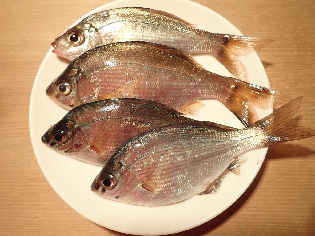 春を告げる『 ウミタナゴ 』を釣って食す! | 釣り 【BE-PAL】キャンプ、アウトドア、自然派生活の情報源ビーパル