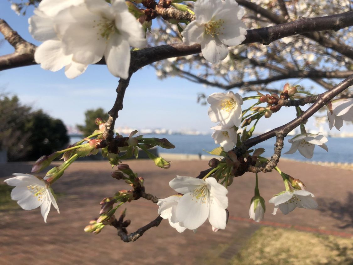 城南島海浜公園の早咲きの桜が二分咲き［読者投稿記事］