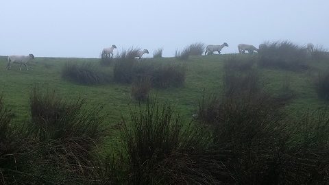 羊とピーターラビットの里「世界遺産の英国湖水地方」を歩く