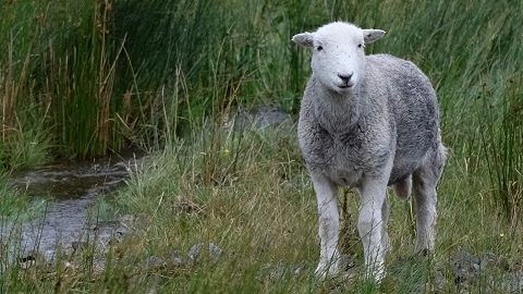 羊の目線を感じて歩く英国トレイル ～ワーズワースの故郷へ～