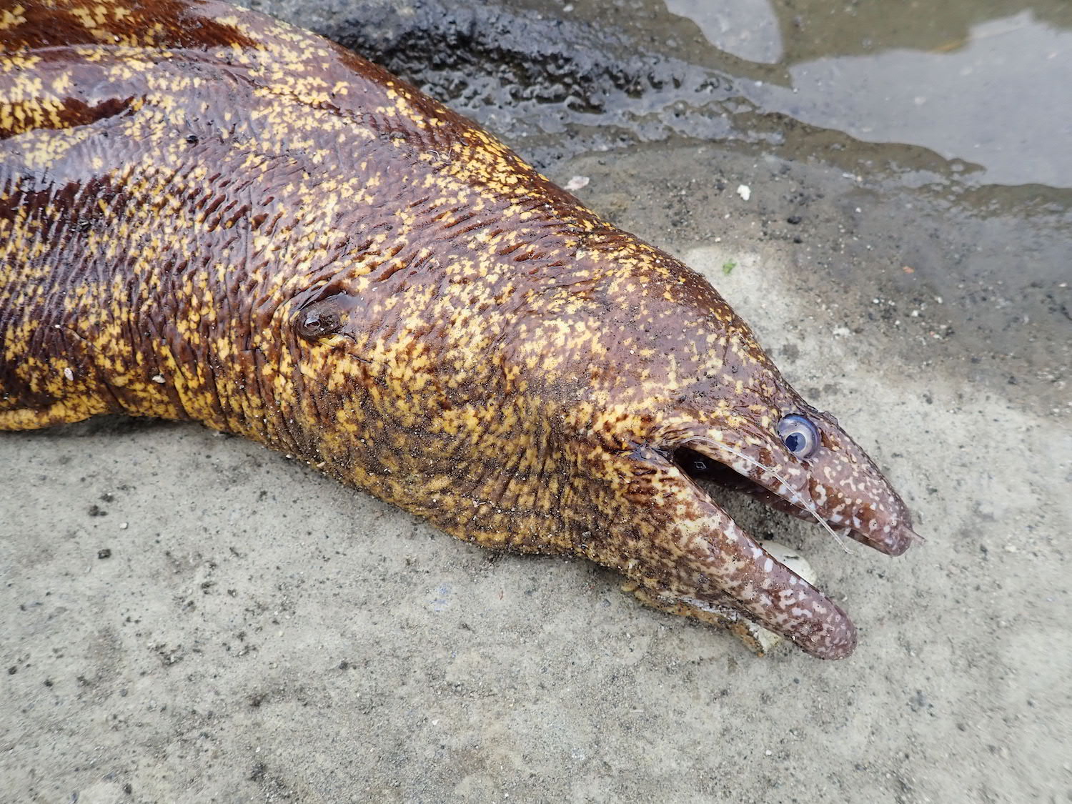 海のギャングスター ウツボ を釣って食す Be Pal