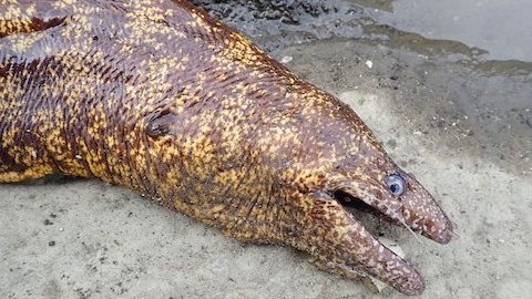 海のギャングスター!?「ウツボ」を釣って食す