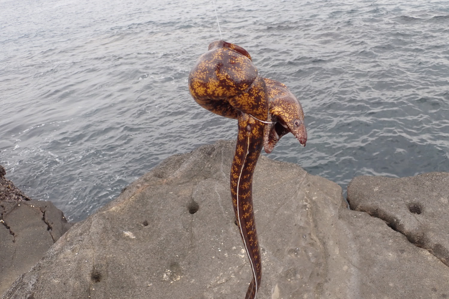 海のギャングスター ウツボ を釣って食す 海 川 カヌー 釣り Be Pal キャンプ アウトドア 自然派生活の情報源ビーパル