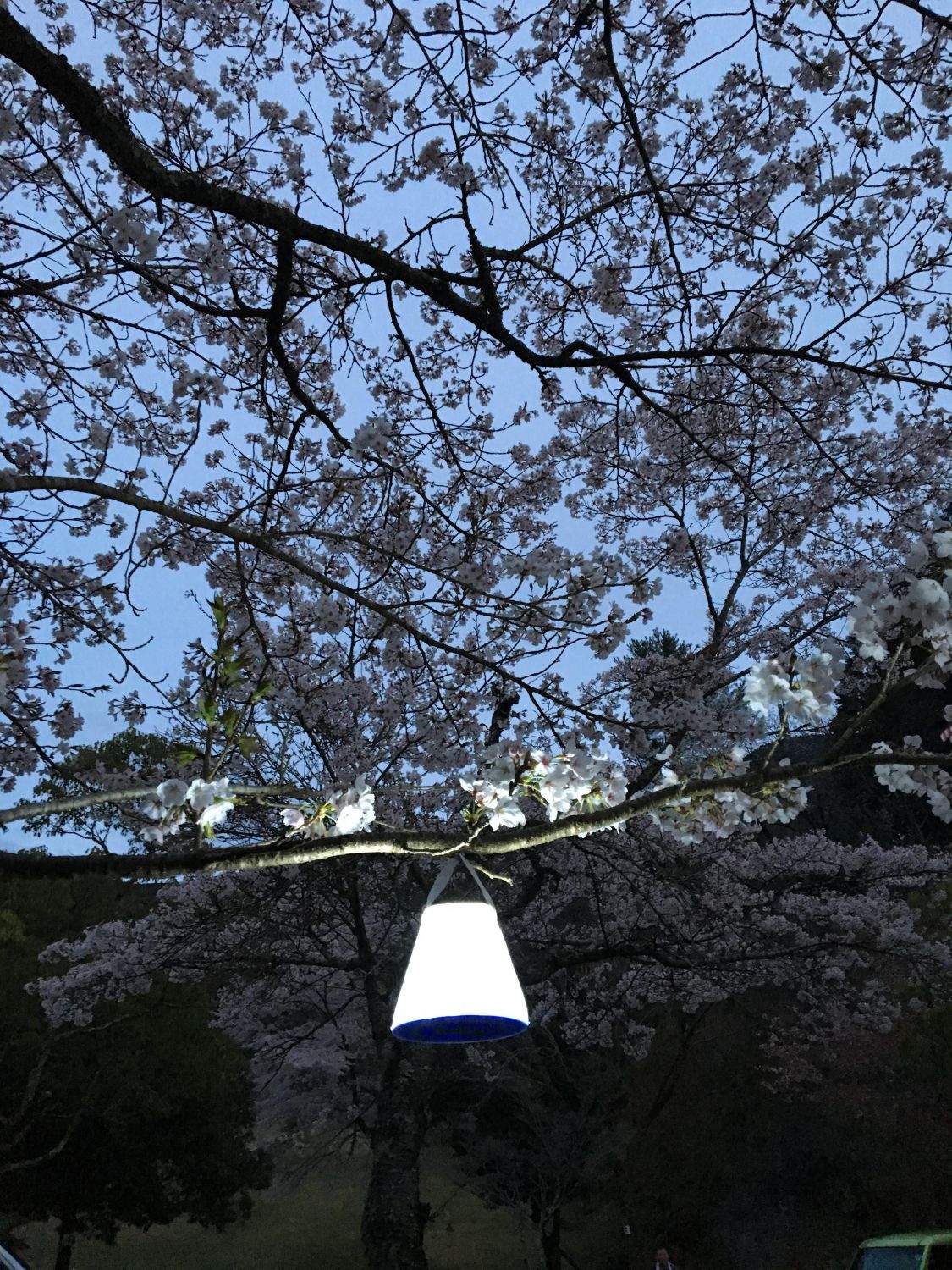 夜桜の少し前［読者投稿記事］