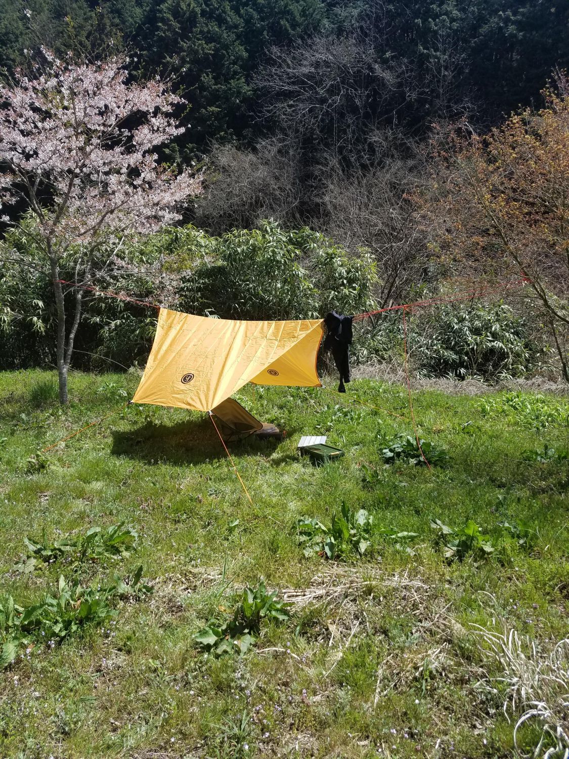 タープでお花見［読者投稿記事］