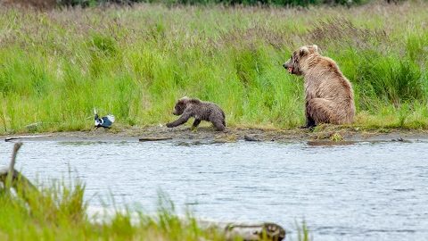 子グマと戯れたいーアラスカの原野で思う