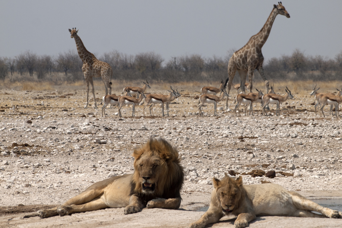 サファリで車中泊して ライオンに会おう アフリカを軽キャンパーで旅する ナミビア編 Vol１ クルマの旅 ドライブ Be Pal キャンプ アウトドア 自然派生活の情報源ビーパル