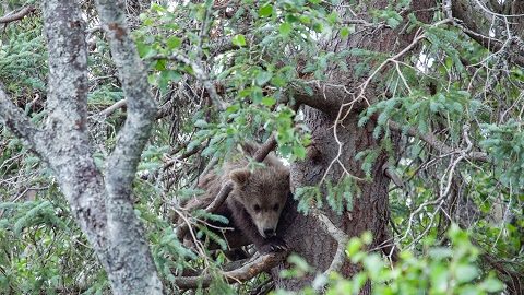 子を守る母グマの気配が背後に！