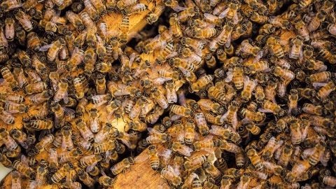 にっぽん刃物語「養蜂家の蜜刀」～蜂蜜は森と昆虫の恵み、ひとしずくも無駄にしたくない～