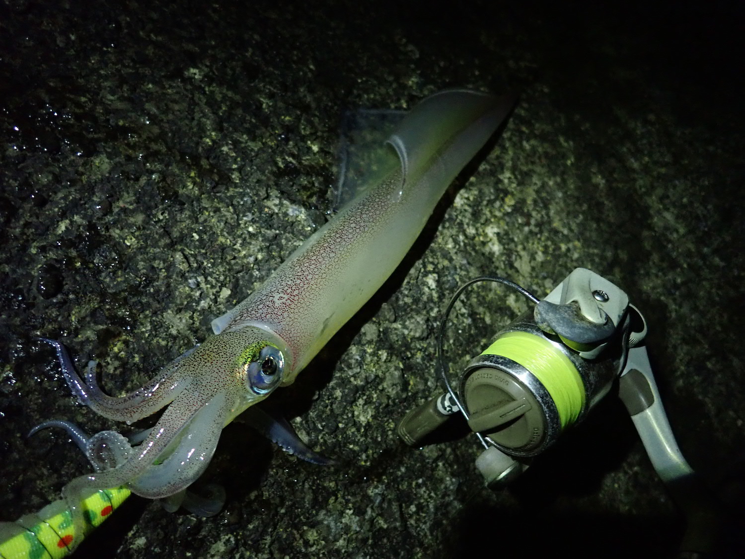 夜に群れをなして訪れるエイリアン ヤリイカ を釣って食す 海 川 カヌー 釣り Be Pal キャンプ アウトドア 自然派生活の情報源ビーパル