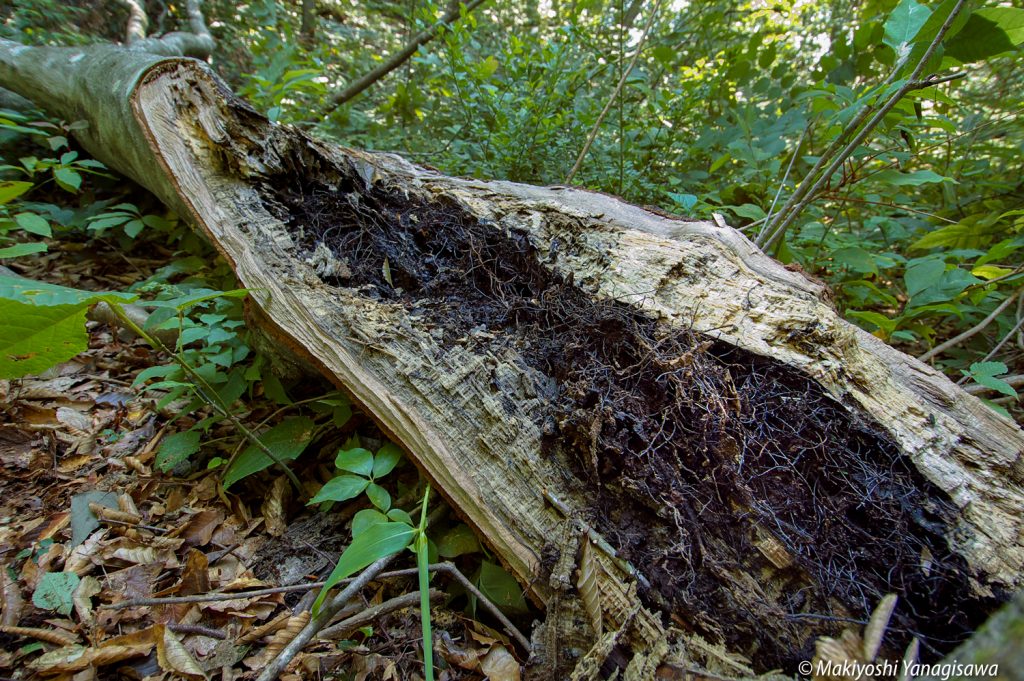 世界最大の巨大生物「ナラタケ」は、美味いが、凶悪な森の病原菌！！ キノコ・ハンティング 【BEPAL】キャンプ、アウトドア、自然派生活の情報源ビーパル