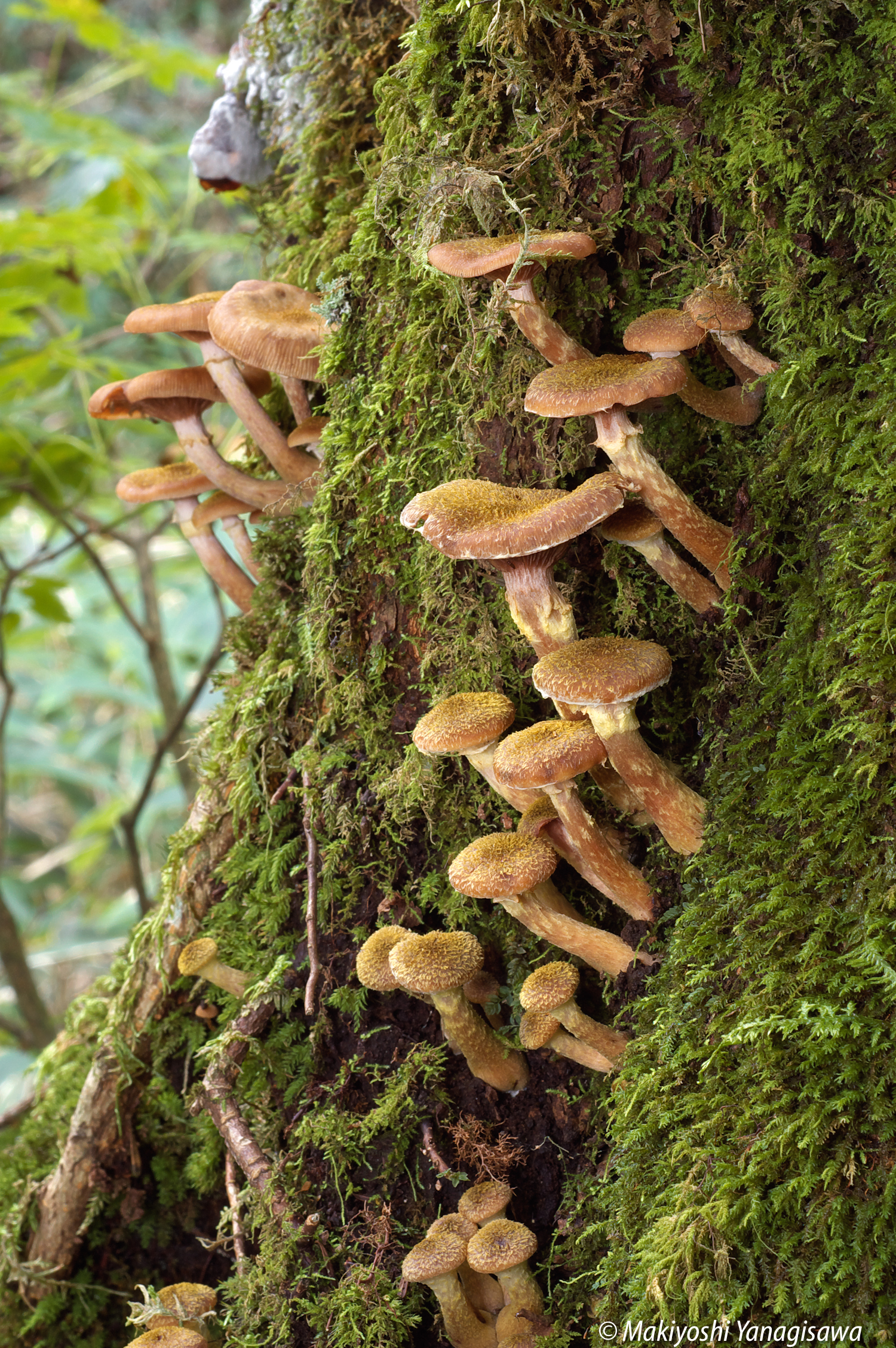 世界最大の巨大生物 ナラタケ は 美味いが 凶悪な森の病原菌 Be Pal