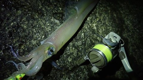 夜に群れをなして訪れるエイリアン「ヤリイカ」を釣って食す！