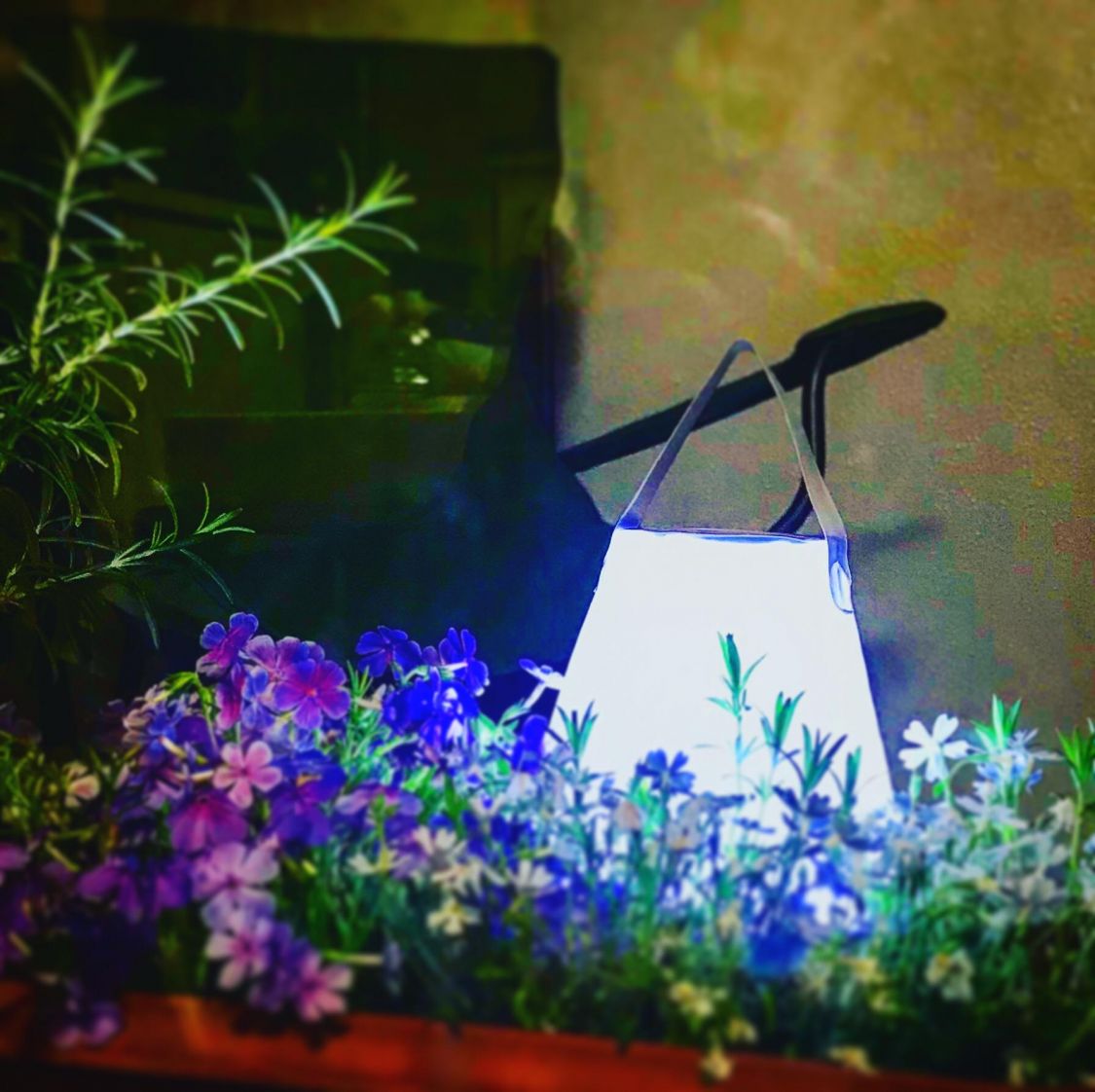 ベランダの芝桜園［読者投稿記事］