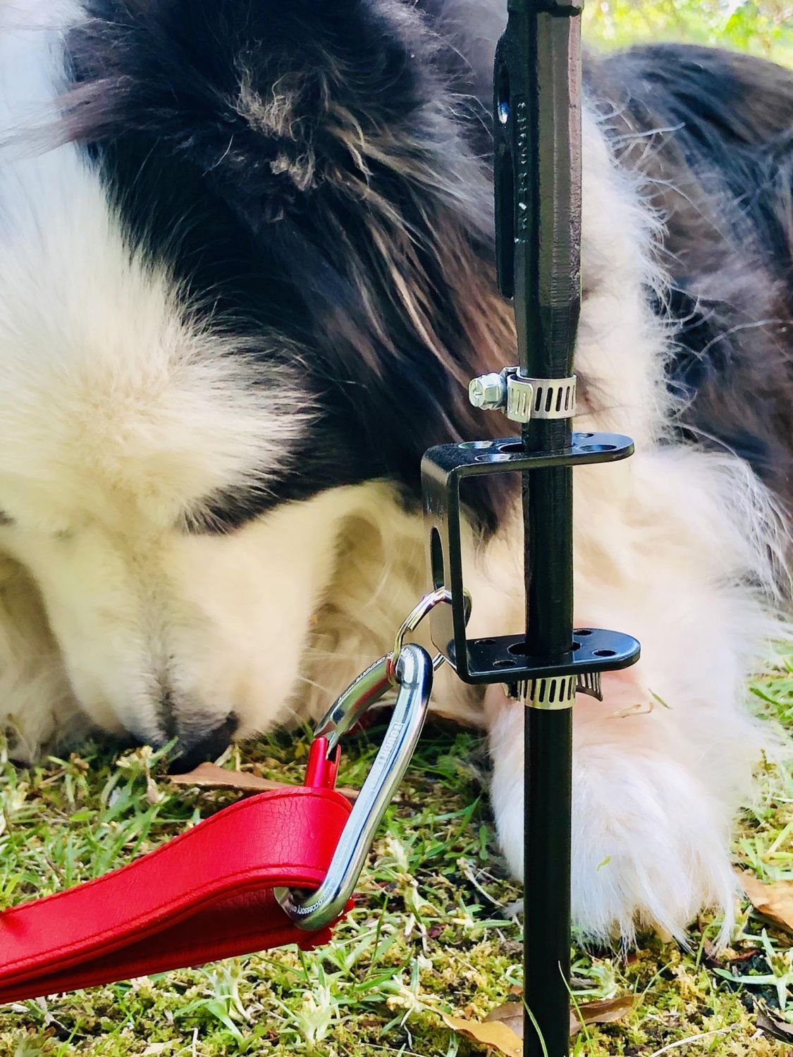 市場 犬 アンカー ペグ ドッグアンカー