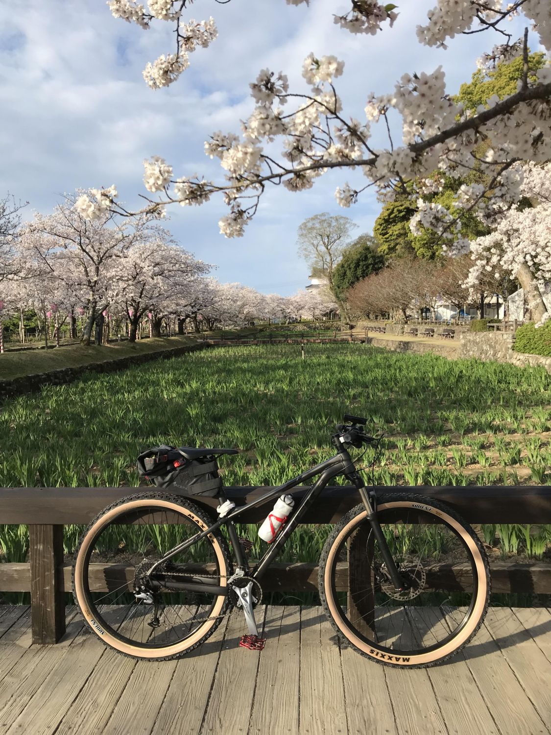 愛車と桜［読者投稿記事］