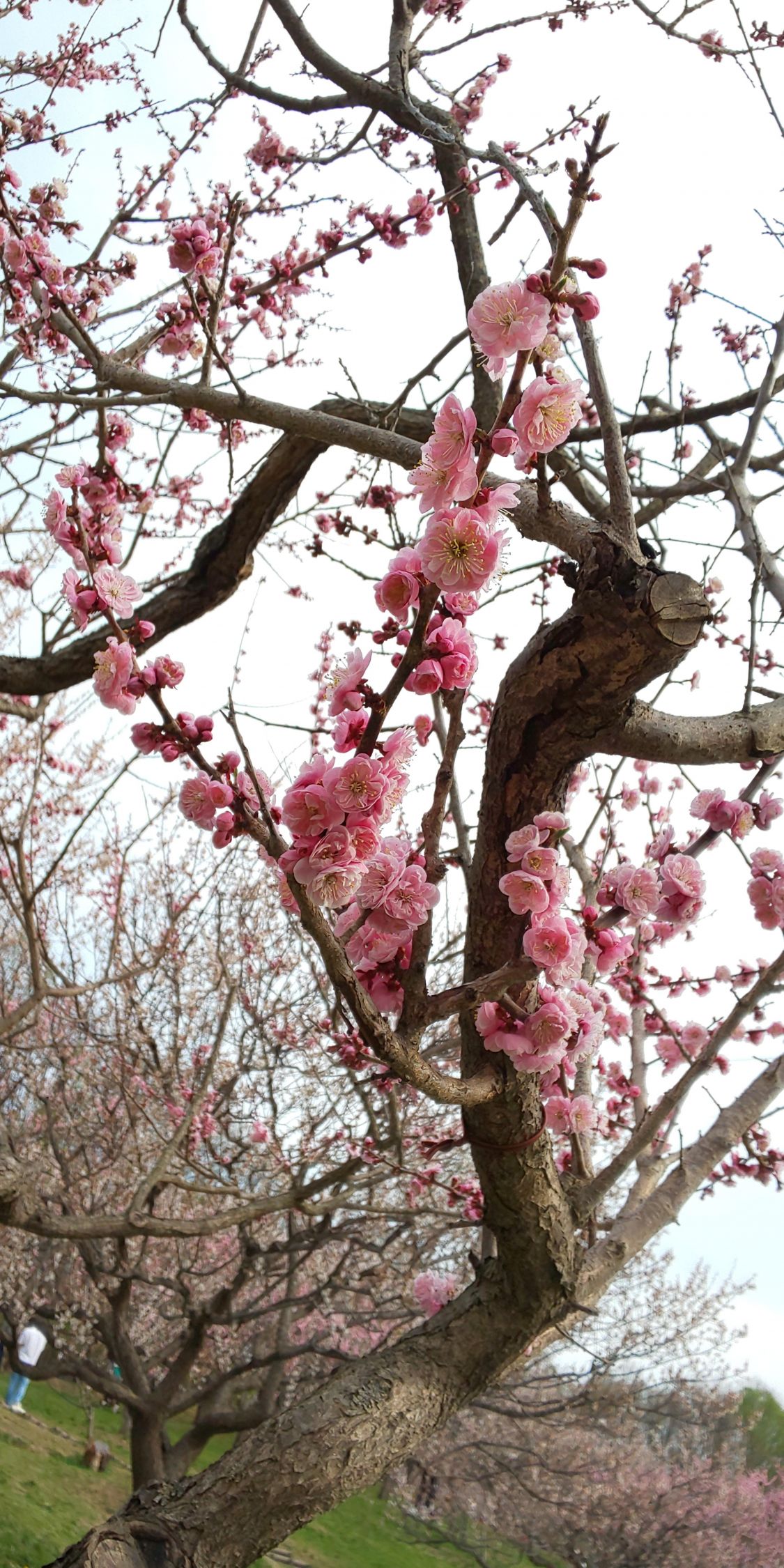 梅でお花見［読者投稿記事］