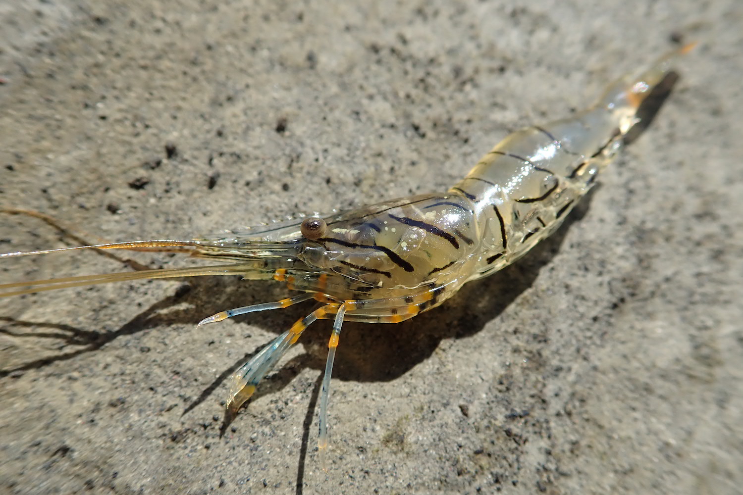 潮だまりのプリンス イソスジエビ を採って食す 海 川 カヌー 釣り Be Pal キャンプ アウトドア 自然派生活の情報源ビーパル