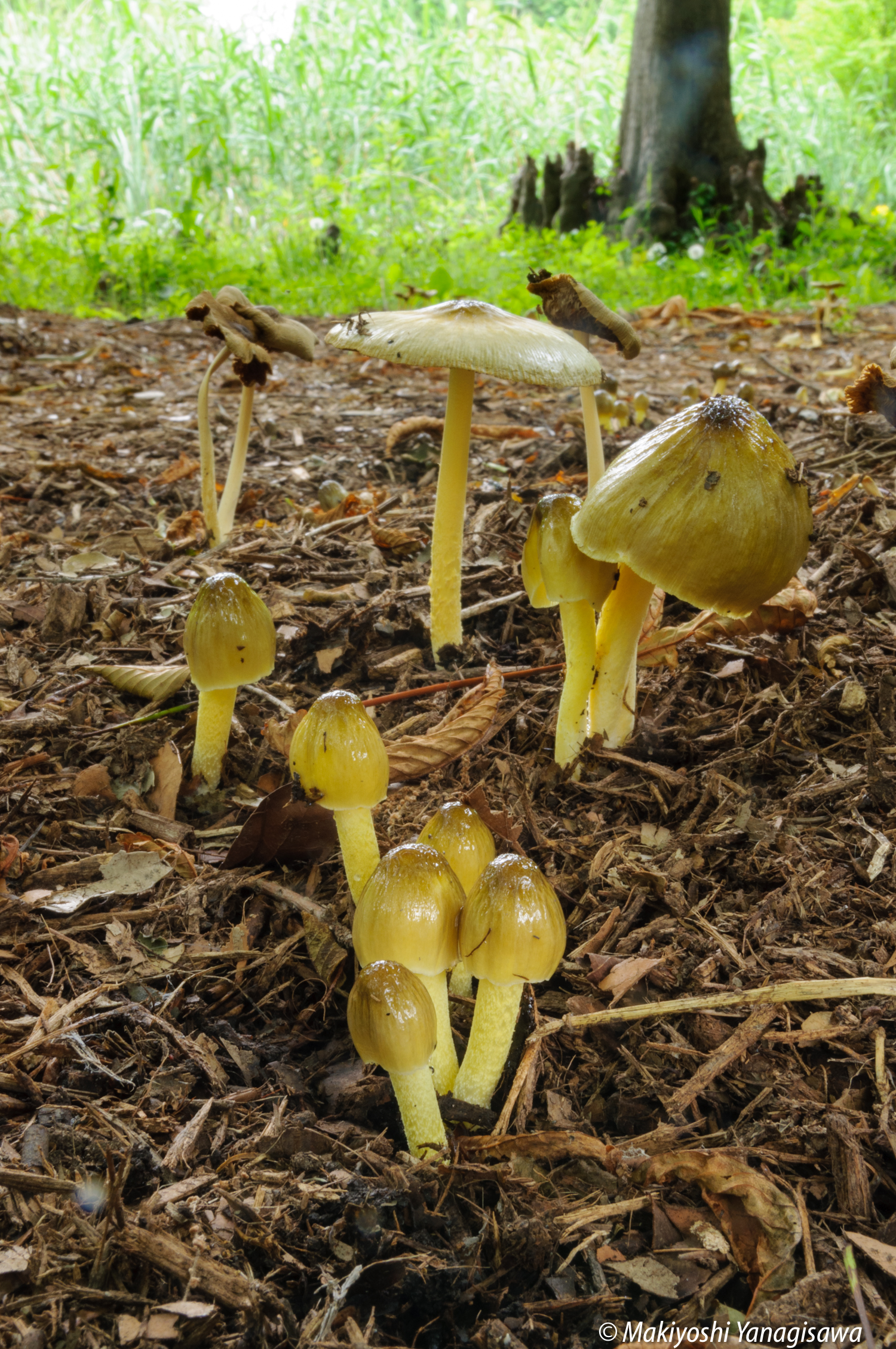 初夏の公園の自然観察 ウッドチップはキノコの天国 美味いキノコもあるぞ Be Pal