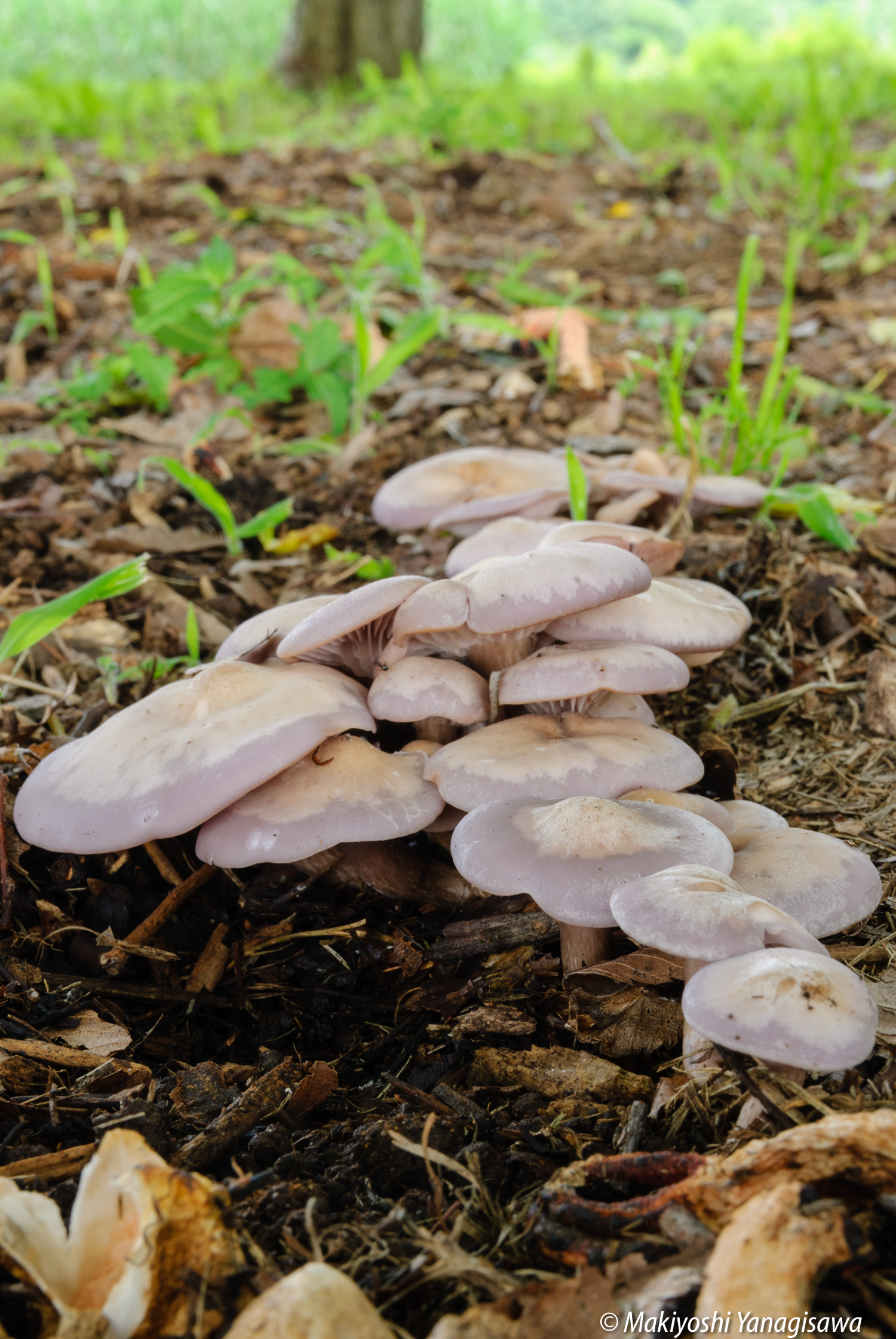 初夏の公園の自然観察 ウッドチップはキノコの天国 美味いキノコもあるぞ Be Pal