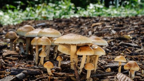 初夏の公園の自然観察。ウッドチップはキノコの天国。美味いキノコもあるぞ！