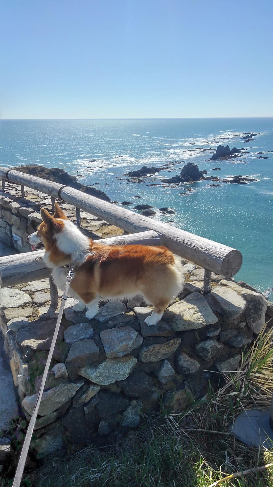 春の襟裳岬と旅するコーギー［読者投稿記事］