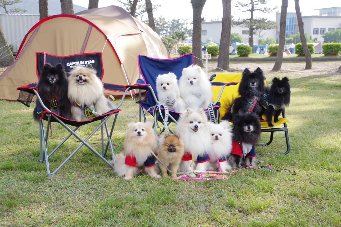 NO CAMP NO POMERANIANS［読者投稿記事］