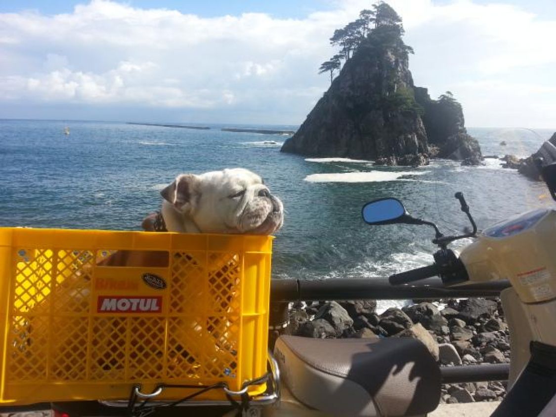 バイク犬 ジェームス［読者投稿記事］