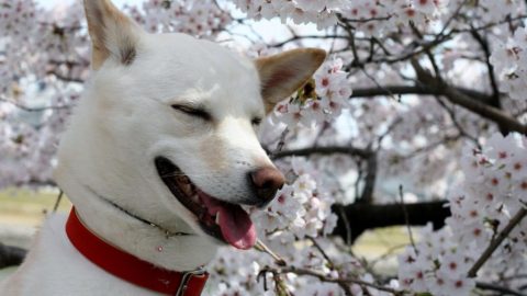 お花見キャンプ［読者投稿記事］
