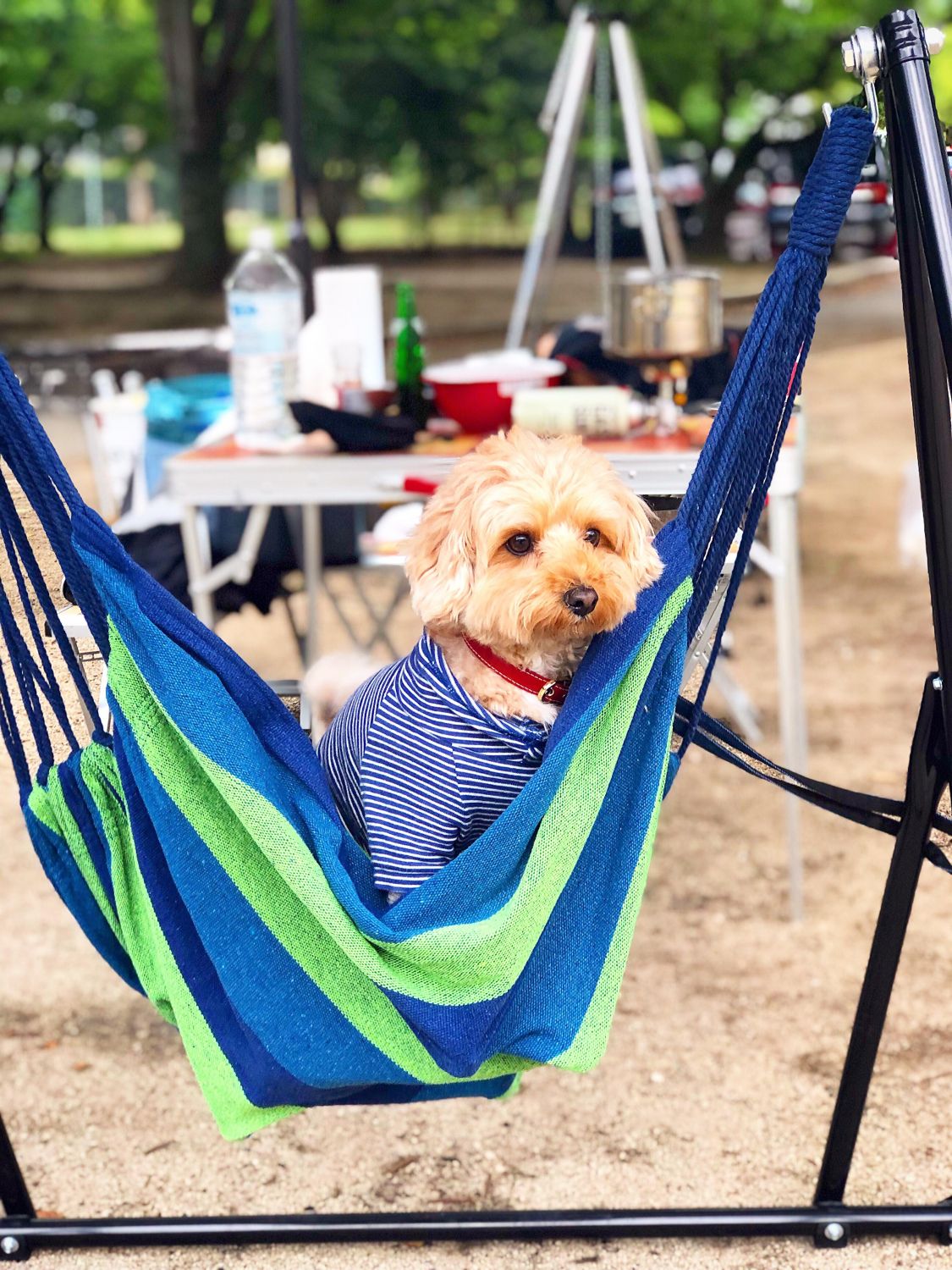 わが家のアウトドア犬を紹介します［2019/6/18］［読者投稿記事］