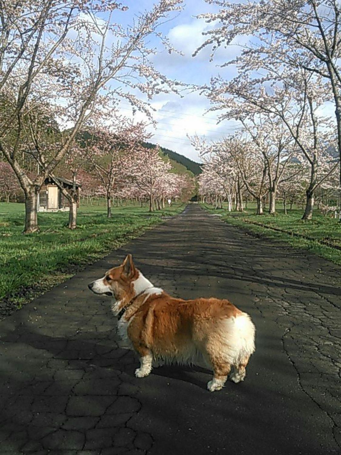 桜並木を散歩するコーギー［読者投稿記事］