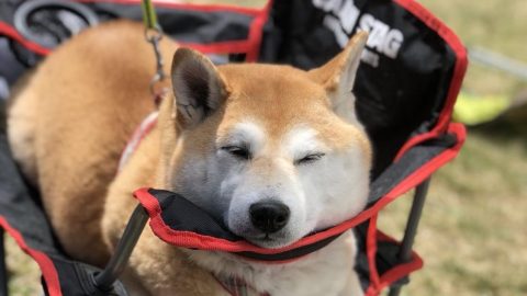 我が家のアウトドアに犬椅子取られた。［読者投稿記事］