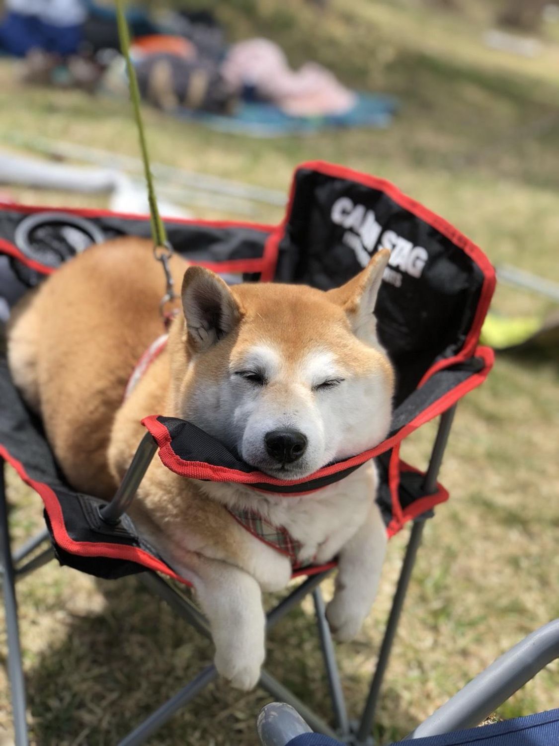 我が家のアウトドアに犬椅子取られた。［読者投稿記事］