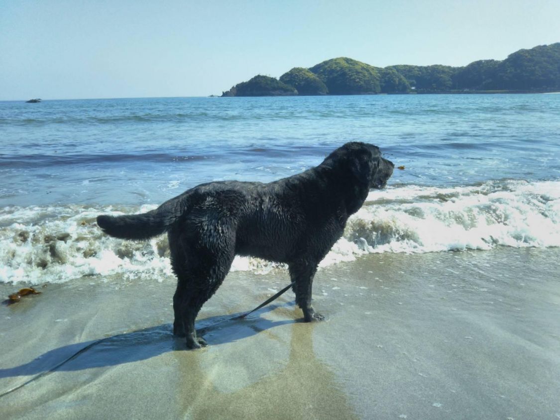 わが家のアウトドア犬を紹介します［2019/6/24］［読者投稿記事］
